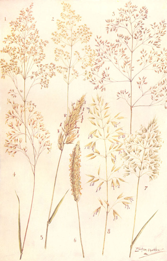 GRASSES.Common,Fiorin;Tufted,Wavy Hair;Vernal;Foxtail;Golden,Tall Oat Grass 1912